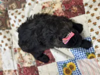 Susie, a female Shihpoo for sale in Athens, WI – Photo 2 of 10