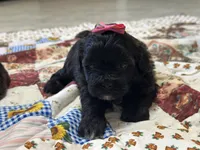 Susie, a female Shihpoo for sale in Athens, WI – Photo 3 of 10