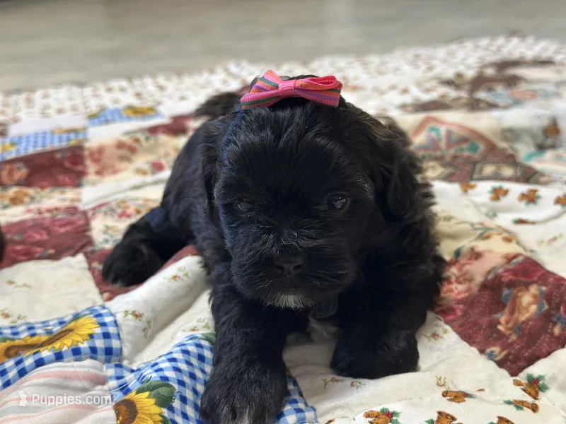 Susie – Shihpoo puppy for sale in Athens, WI