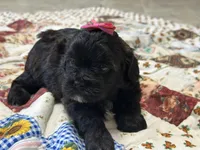 Susie, a female Shihpoo for sale in Athens, WI – Photo 5 of 10