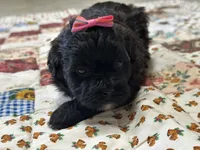 Susie, a female Shihpoo for sale in Athens, WI – Photo 4 of 10