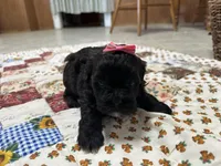 Susie, a female Shihpoo for sale in Athens, WI – Photo 9 of 10