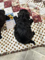 Susie, a female Shihpoo for sale in Athens, WI – Photo 10 of 10