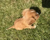 AKC Dixie, a female Cavalier King Charles Spaniel for sale in Athens, WI – 3 of 10
