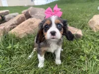 Laken, a female Cavalier King Charles Spaniel for sale in Athens, WI – 7 of 10