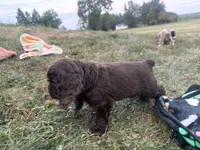 AKC Maverick , a male Cocker Spaniel for sale in Athens, WI – 5 of 9