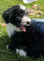 Huey, a male Miniature Bernedoodle for sale in Athens, WI – 2 of 10