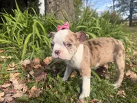 Patty, a female Boston Terrier for sale in Athens, WI – 7 of 10
