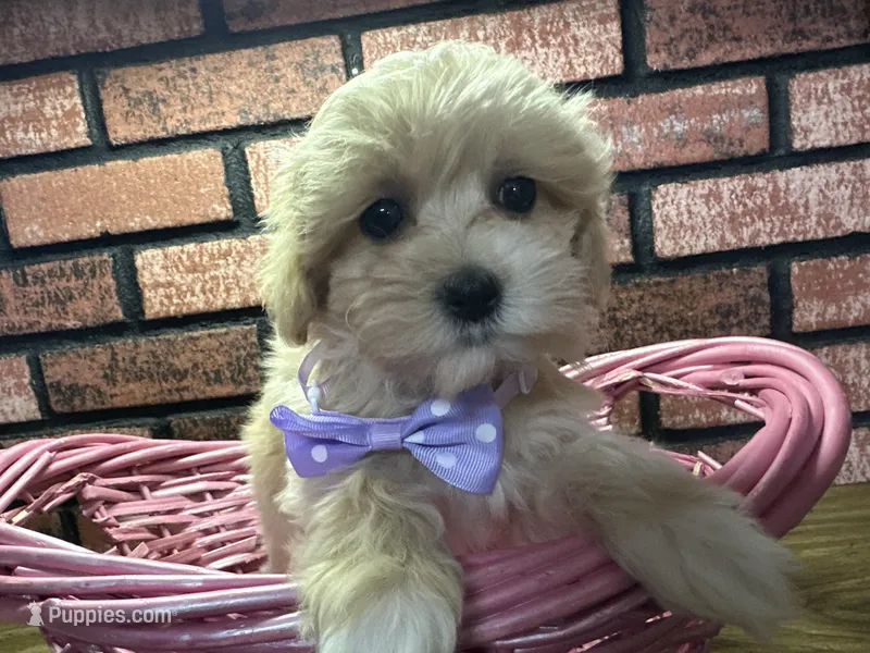 Zuri – Maltipoo puppy for sale in Athens, WI
