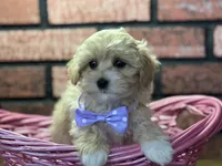 Zuri, a female Maltipoo for sale in Athens, WI – Photo 4 of 10