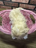 Zuri, a female Maltipoo for sale in Athens, WI – Photo 10 of 10