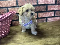 Zuri, a female Maltipoo for sale in Athens, WI – Photo 7 of 10