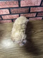 Zuri, a female Maltipoo for sale in Athens, WI – Photo 3 of 10