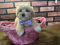 Zuri, a female Maltipoo for sale in Athens, WI – Photo 9 of 10