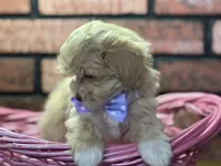 Zuri, a female Maltipoo for sale in Athens, WI – Photo 8 of 10