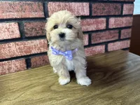 Zuri, a female Maltipoo for sale in Athens, WI – Photo 5 of 10