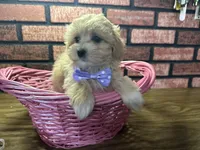 Zuri, a female Maltipoo for sale in Athens, WI – Photo 6 of 10