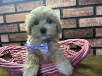 Zuri, a female Maltipoo for sale in Athens, WI – Photo 2 of 10