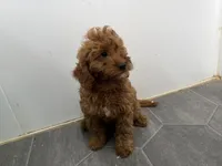 Rob, a female Cavapoo for sale in Athens, WI – 8 of 10