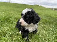 Huey, a male Miniature Bernedoodle for sale in Athens, WI – 5 of 10