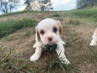Albert, a male Cavapoo for sale in Athens, WI – 2 of 10
