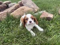 Logan, a male Cavalier King Charles Spaniel for sale in Athens, WI – 8 of 10