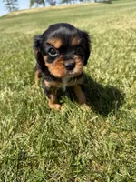 AKC Dora, a female Cavalier King Charles Spaniel for sale in Athens, WI – 10 of 10