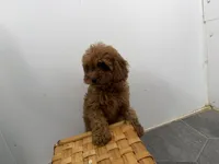 Roxy, a female Cavapoo for sale in Athens, WI – 5 of 10