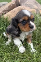 Lucas, a male Cavalier King Charles Spaniel for sale in Athens, WI – 5 of 10