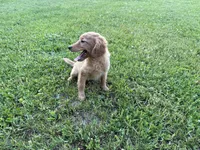 Buster, a male Miniature Goldendoodle for sale in Athens, WI – 2 of 10