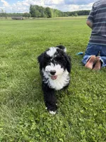 Huey, a male Miniature Bernedoodle for sale in Athens, WI – 6 of 10