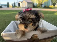 Bopeep , a female Morkie for sale in Athens, WI – 6 of 10