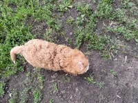 Sully, a male Cavapoo for sale in Athens, WI – 9 of 10