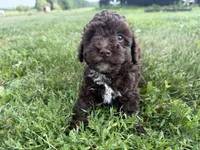Eddie, a male Poodle - Toy  for sale in Athens, WI – 7 of 10