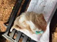 Ember , a female Cavapoo for sale in Athens, WI – 8 of 10