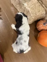 AKC Wren, a female Cocker Spaniel for sale in Athens, WI – 7 of 10