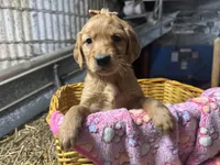Rory, a female Golden Retriever for sale in Athens, WI – Photo 7 of 10