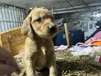 Rory, a female Golden Retriever for sale in Athens, WI – Photo 6 of 10