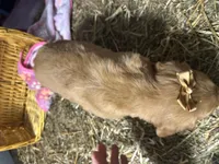 Rory, a female Golden Retriever for sale in Athens, WI – Photo 5 of 10