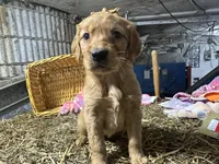 Rory, a female Golden Retriever for sale in Athens, WI – Photo 9 of 10