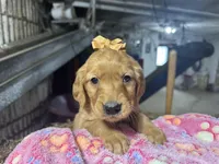 Rory, a female Golden Retriever for sale in Athens, WI – Photo 2 of 10