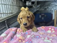 Rory, a female Golden Retriever for sale in Athens, WI – Photo 3 of 10