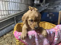 Rory, a female Golden Retriever for sale in Athens, WI – Photo 8 of 10