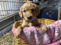 Rory, a female Golden Retriever for sale in Athens, WI – Photo 1 of 10