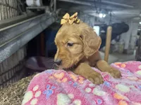 Rory, a female Golden Retriever for sale in Athens, WI – Photo 4 of 10