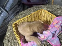 Rory, a female Golden Retriever for sale in Athens, WI – Photo 10 of 10