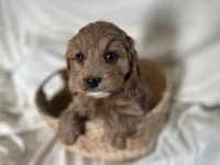 Candy, a female Cockapoo for sale in Athens, WI – Photo 3 of 10