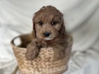 Candy, a female Cockapoo for sale in Athens, WI – Photo 1 of 10