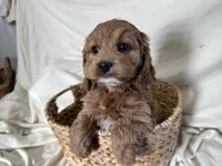 Candy, a female Cockapoo for sale in Athens, WI – Photo 7 of 10