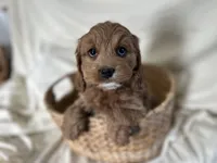 Candy, a female Cockapoo for sale in Athens, WI – Photo 4 of 10